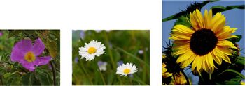 Von diesen Blüten fühlt man sich seelisch unterschiedlich angesprochen.